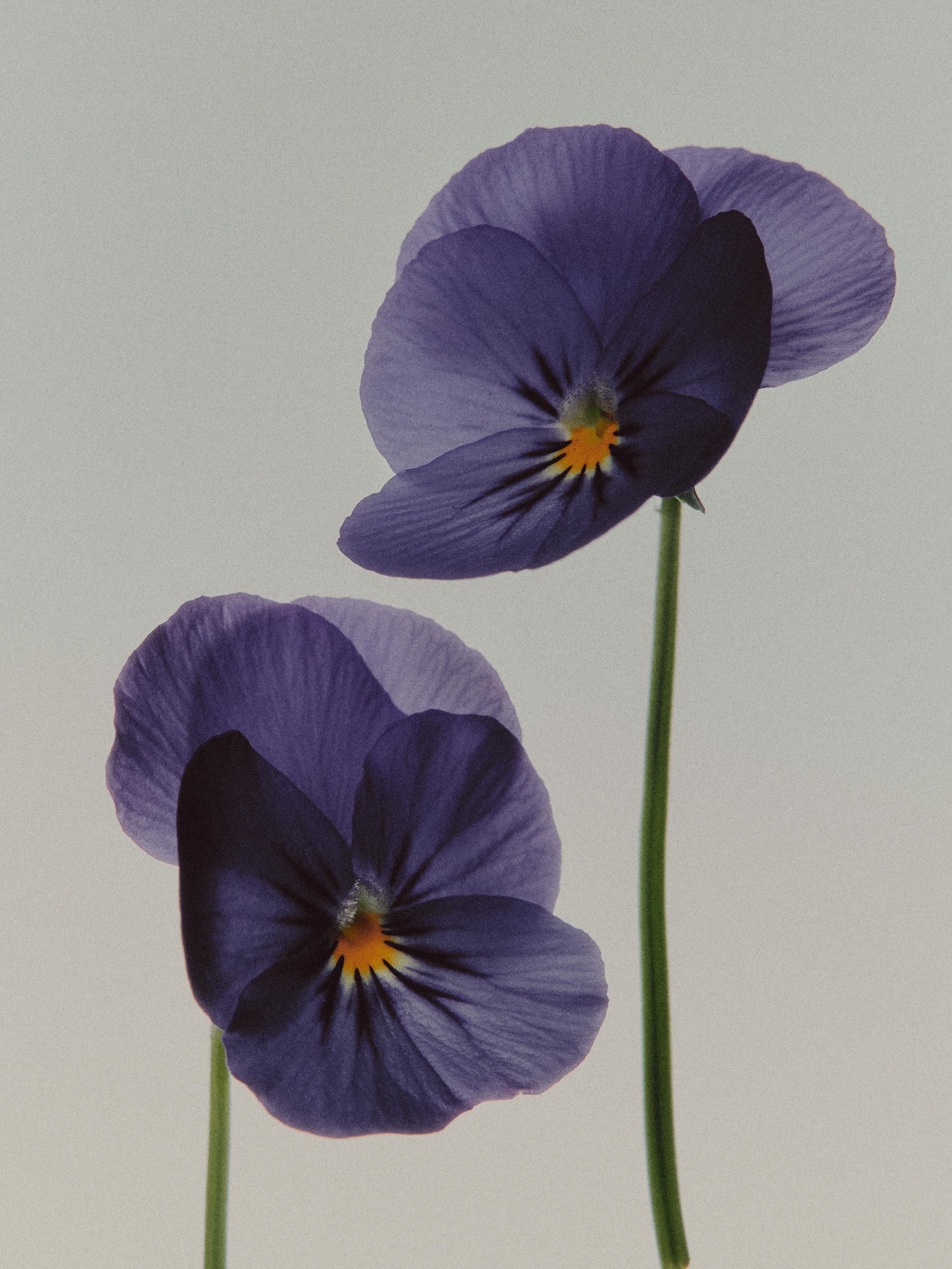(100 ml) Figs & Cedar Eau de Parfum Violet